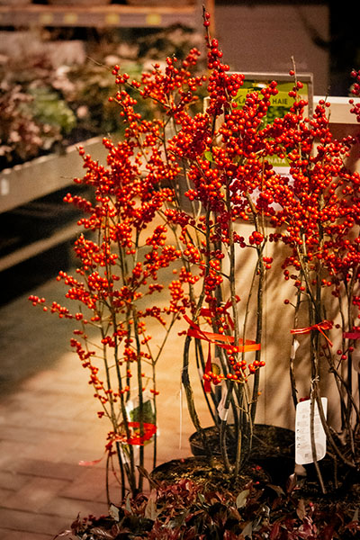 Leucothoe - plantes à baies - jardineries Tournesols